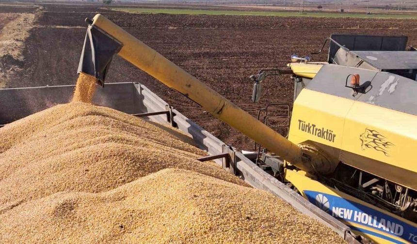 Araban Ovası’nda mısır hasadına başlandı