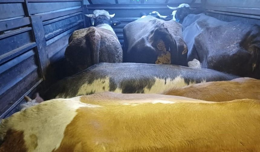 Artvin'de Film Gibi Operasyon: 4 Şüpheli Kıskıvrak Yakalandı