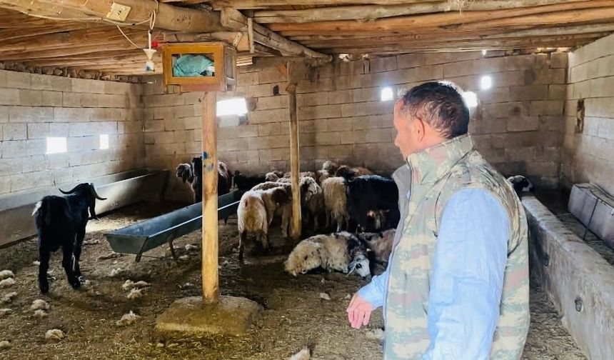 Başıboş Köpek Terörü: Ahıra Giren Köpekler 5 Koyunu Telef Etti