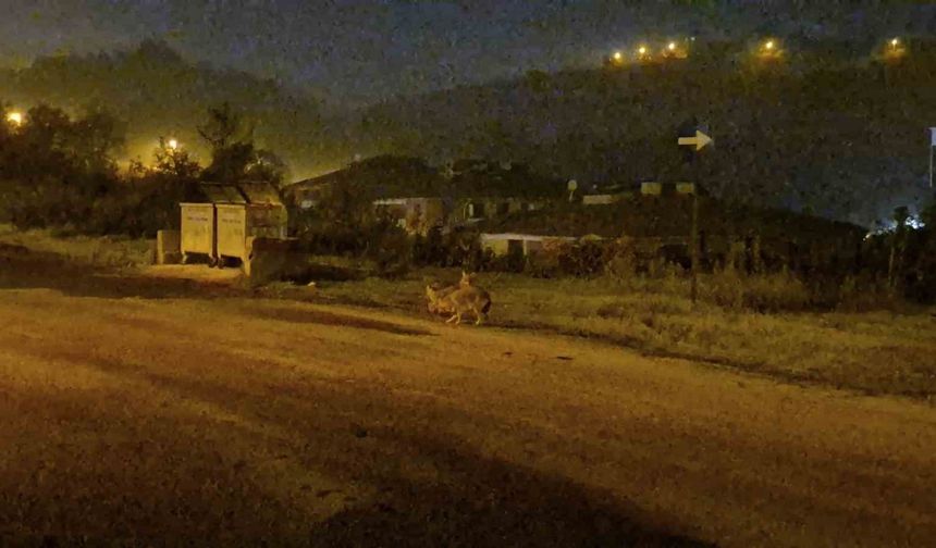 Çakallar Bartın şehir merkezini mesken tuttu