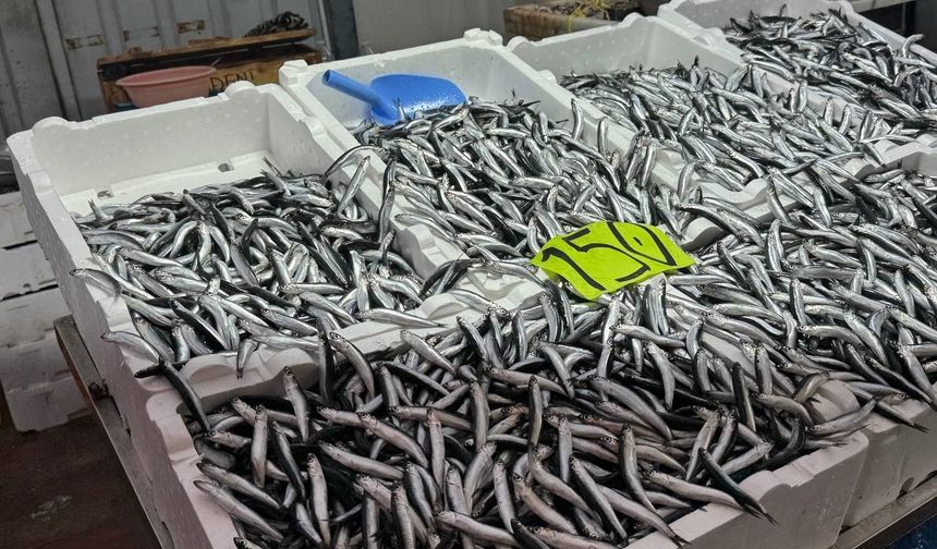 Hamsi Fiyatları Üç Katına Çıktı: Kilogramı 150 Lira