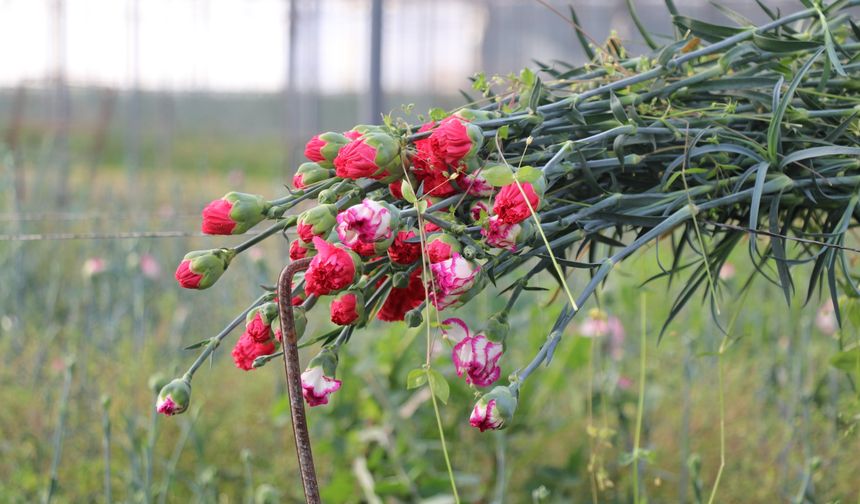 Isparta, Tarımdaki Başarısını Kanıtladı; Hedef 200 Milyon