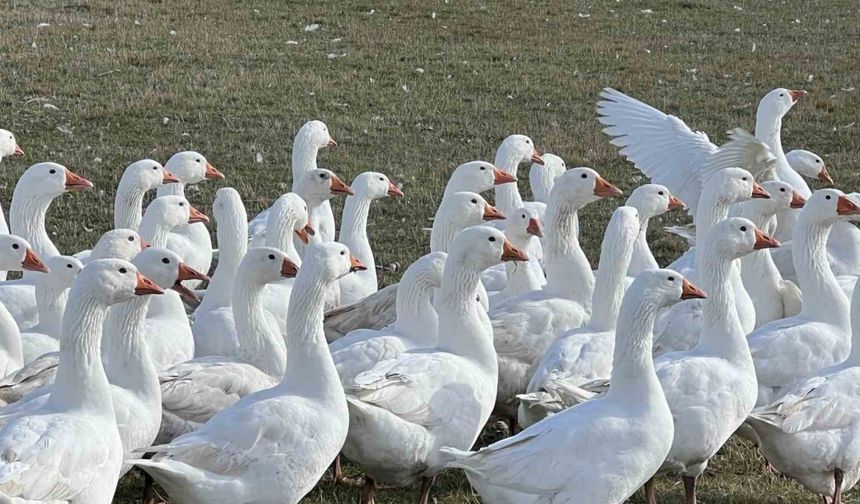 Kars Sofralarının Kraliçesi Hazır