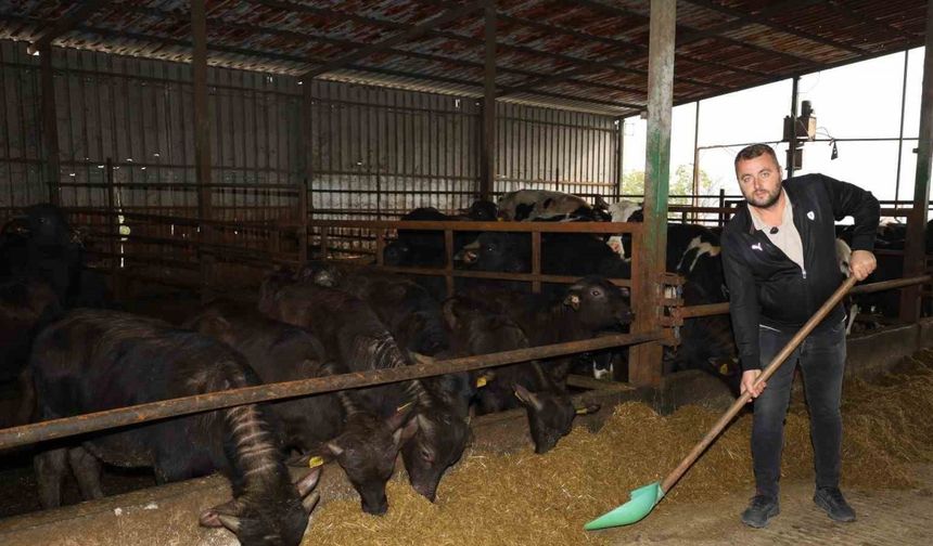 Kocaeli’de manda sayısı artıyor