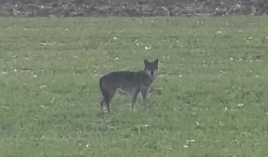Kurt Popülasyonu Tedirgin Ediyor: Köy Merkezlerine İniyorlar