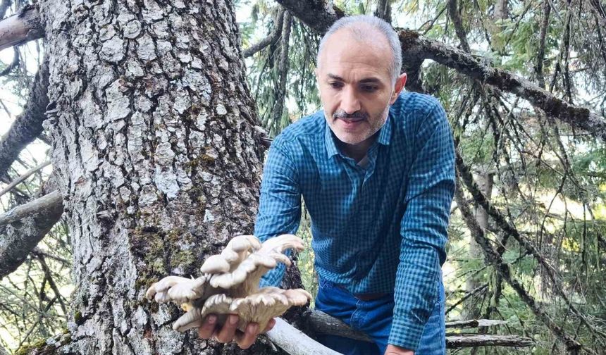 Mantar Avcıları Heyecan Peşinde!