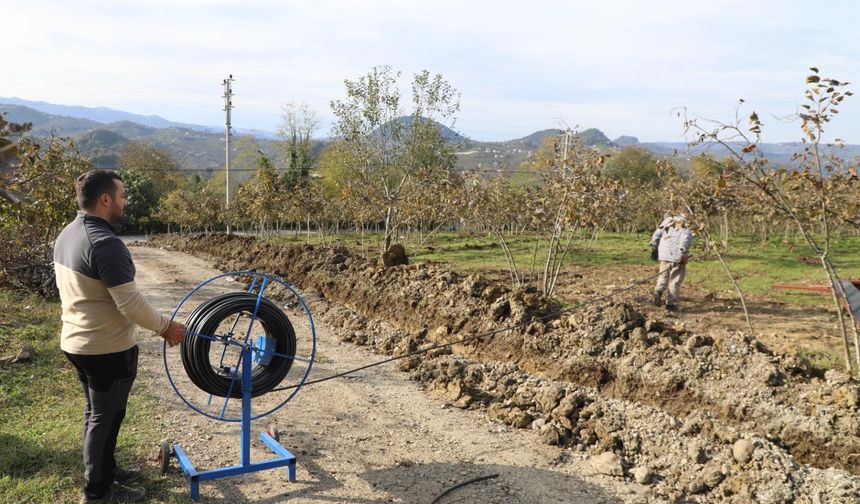 Ordu Fındığında Verim Sıçraması: Damlama Dönemi
