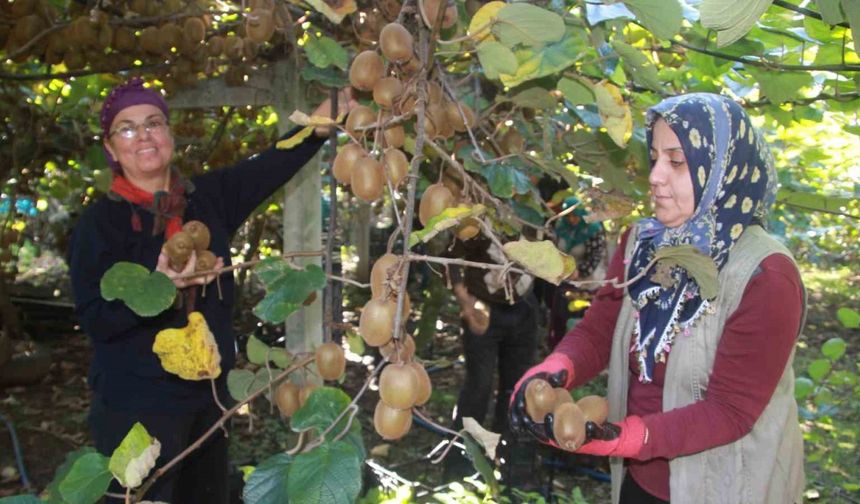 Ordu Kivisi İl Ekonomisine Can Veriyor: Hedef 500 Milyon TL Gelir