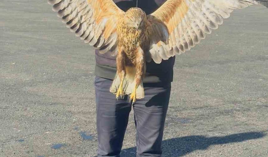 Talihsiz Baykuş, Ekipler Tarafından Kurtarıldı
