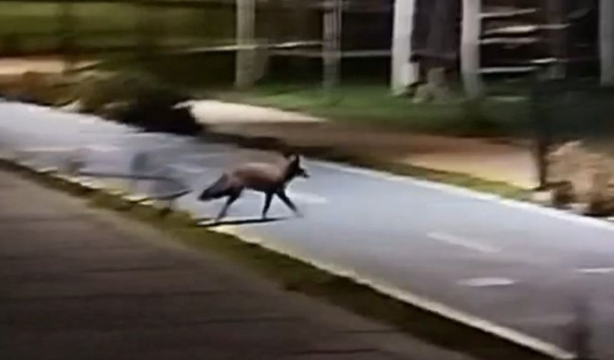 Kumsalda Ortaya Çıkan Tilki Şaşırttı