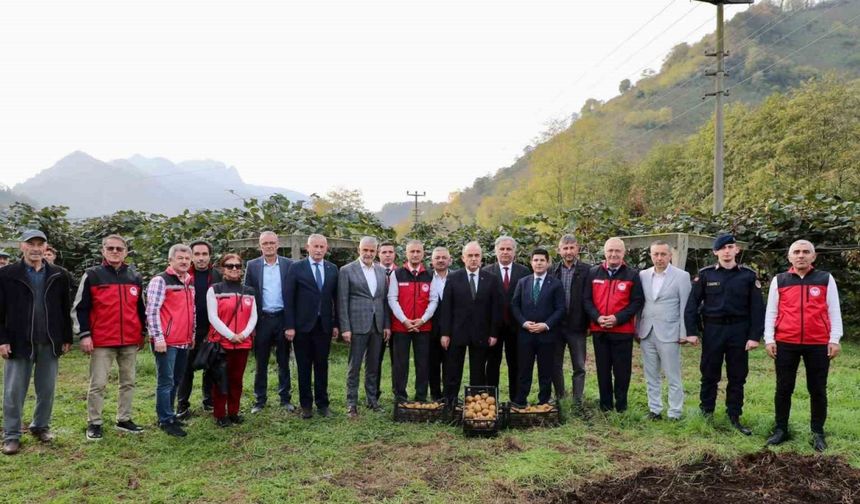 Tescilli Ordu Kivisinde Bereketli Sezon; Hasat Başladı