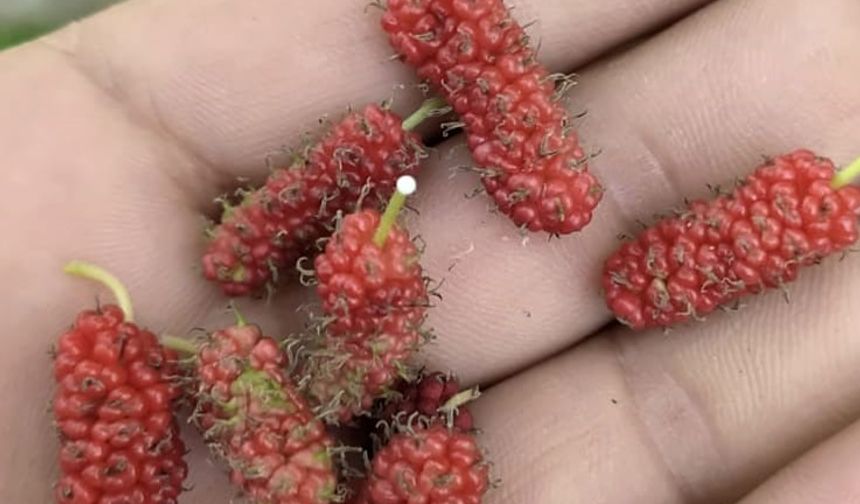 Tunceli'de Kırmızı Dut Ağacı İkinci Kez Meyve Verdi