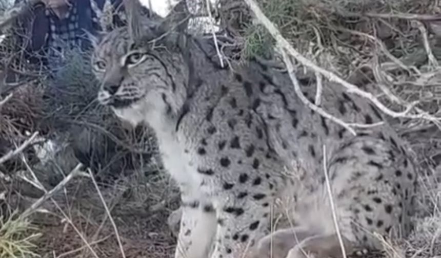 Van'da Nesli Tehlike Altındaki Vaşak Görüldü
