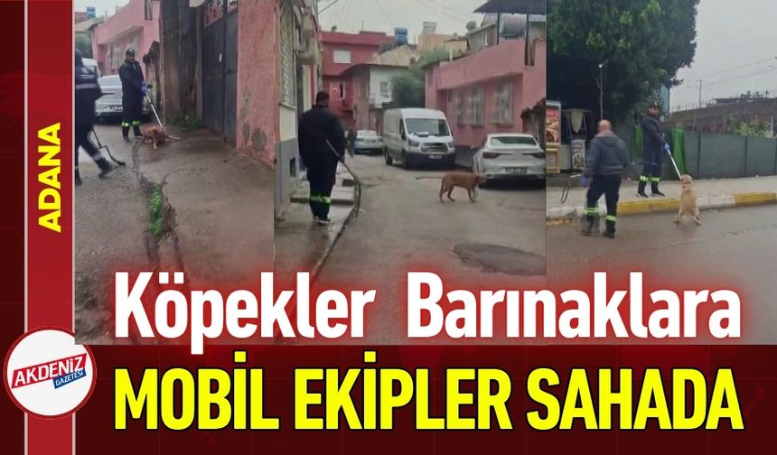 Adana Valiliği Harekete Geçti: Başıboş Köpekler Toplanıyor