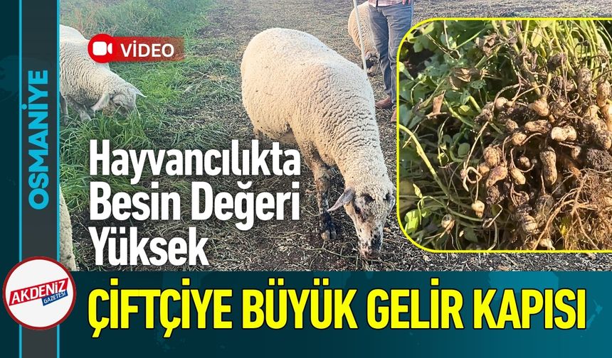 Osmaniye Yer Fıstığında Çiftçiye İki Büyük Gelir Kapısı