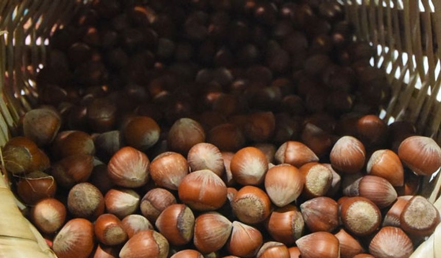 Fındık Yeniden Yükselişte: Fiyatlar 280 Liraya Dayandı!