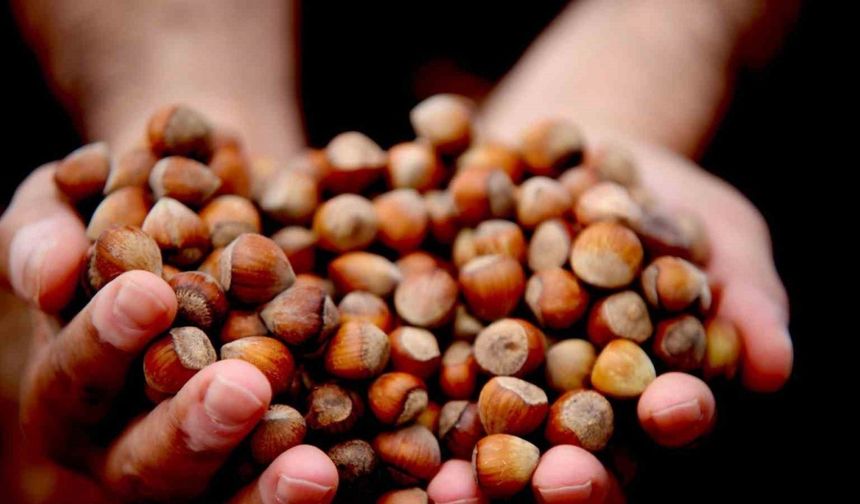 Fındık İhracatı 11 Ayda Kaç Ton Oldu?