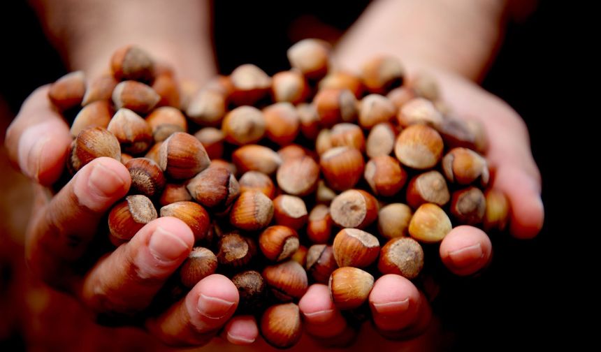 Fındıkta Sert Düşüş: Üreticinin Gözü Yeni Yılda!