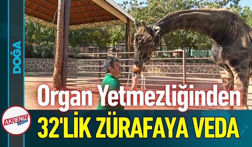 Gaziantep'in Doğal Yaşam Parkı'nın "Müzmin Bekar"ına Veda