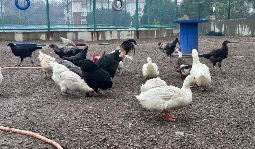 Gençlik Merkezi’nde Çocuklar İçin Mini Hayvanat Bahçesi