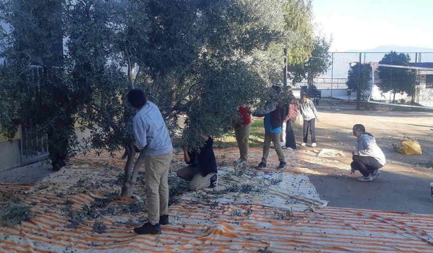 Hem Ders Hem Hasat: Öğrenciler Zeytin Bahçesinde
