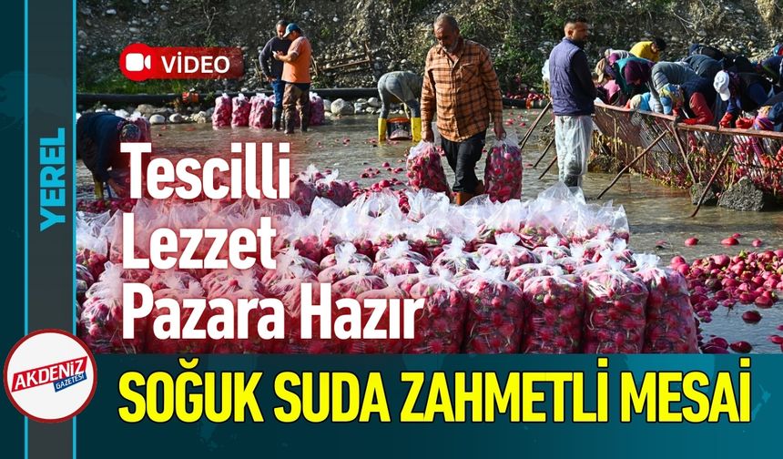 Kadirli Turpu İçin Çiftçiler Buz Gibi Mücadele Vediyor
