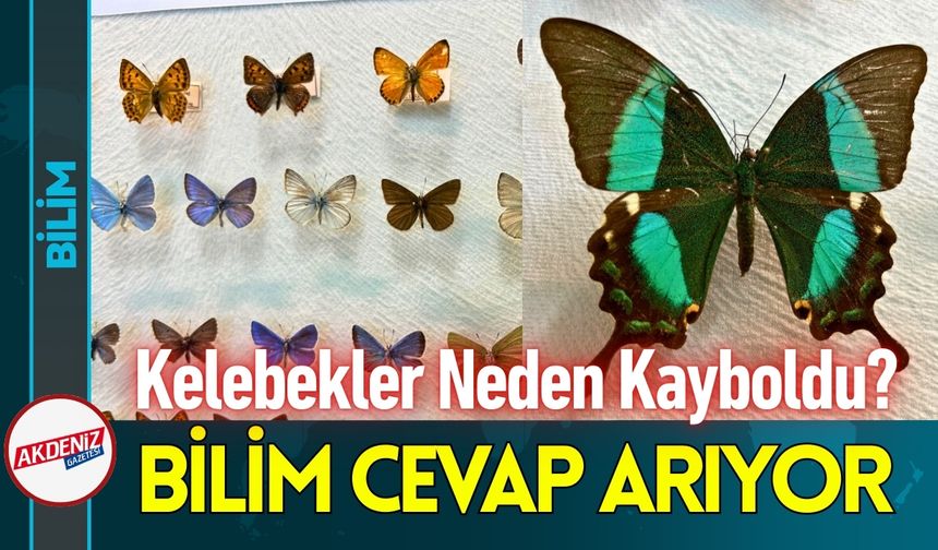 Kelebekler Neden Kayboldu? Bilim Merkezi Cevabı Arıyor