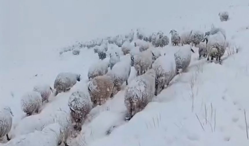 Kış Bastırdı: Beyaz Dağlarda Hayatta Kalma Savaşı