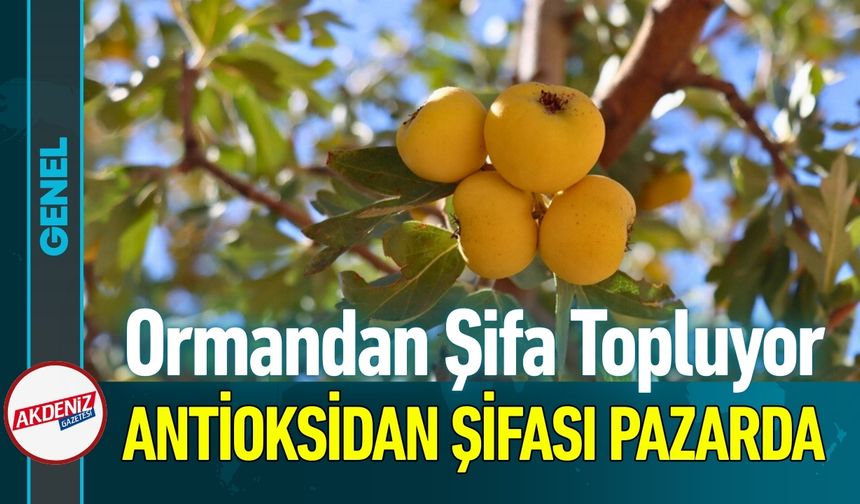 Toplaması Zahmetli, Faydası Büyük