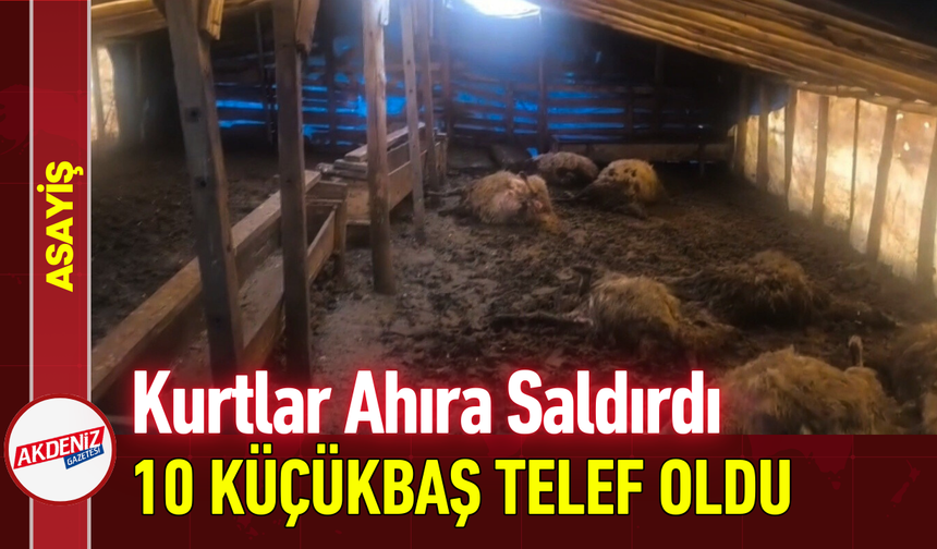 Kurtlar Ahıra Saldırdı, 10 Küçükbaş Telef Oldu!