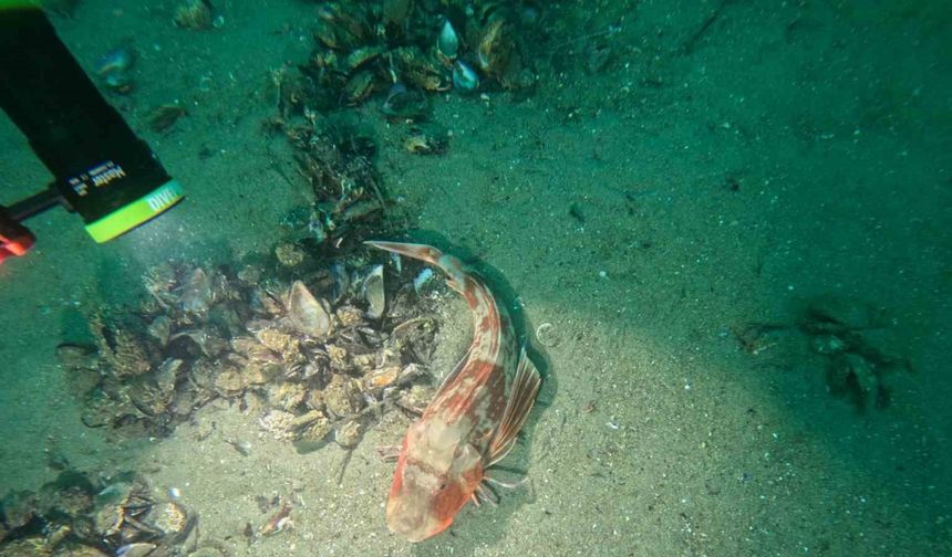 Marmara Denizi’nin ekolojik yapısı mercek altında