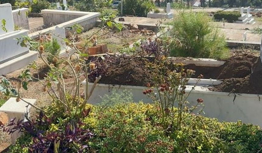 Marmaris'te Domuz Krizi: Mezarlıkları Mesken Tuttular