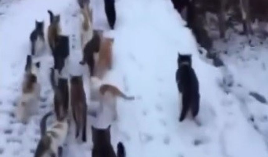 Soğuk kış günlerinde yürek ısıtan görüntüler Erzincan'dan