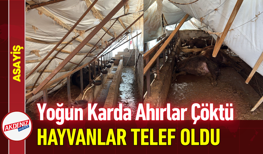 Yoğun Karda Ahırlar Çöktü, Hayvanlar Telef Oldu!