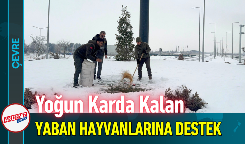 Yoğun Karda Kalan Yaban Hayvanlarına Destek!