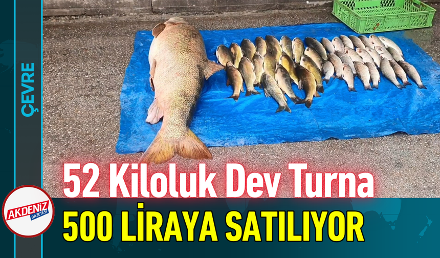 52 Kiloluk Dev Turna 500 Liraya Satılıyor!
