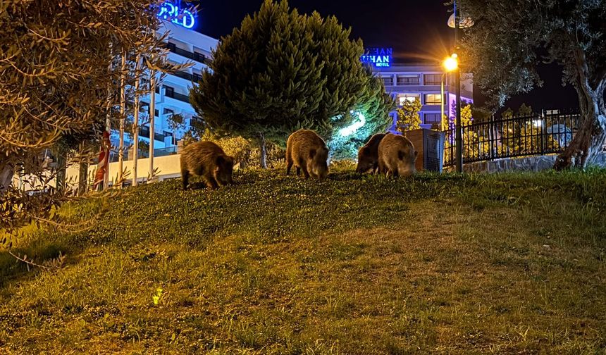 Acıkan Domuzlar Şehir Sokaklarına İndi!