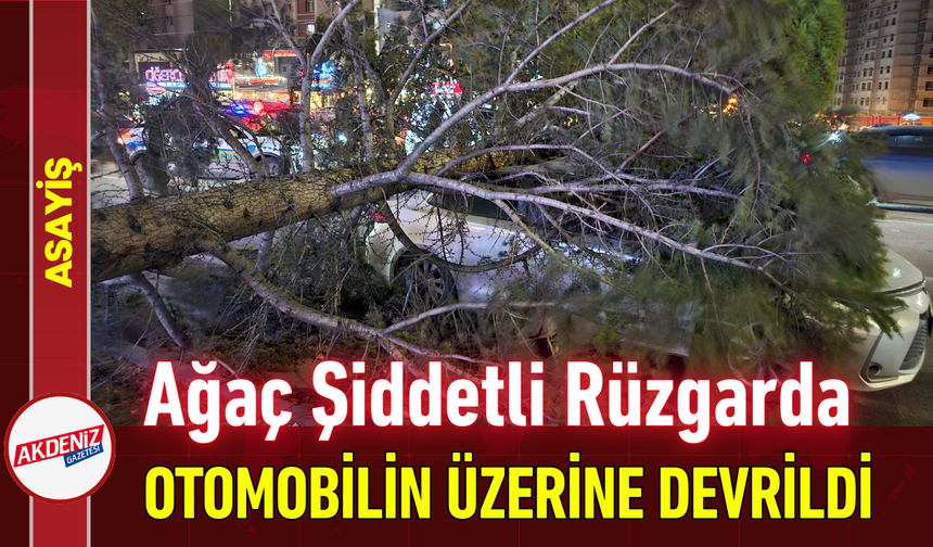 Ağaç Şiddetli Rüzgarda Otomobilin Üzerine Devrildi!