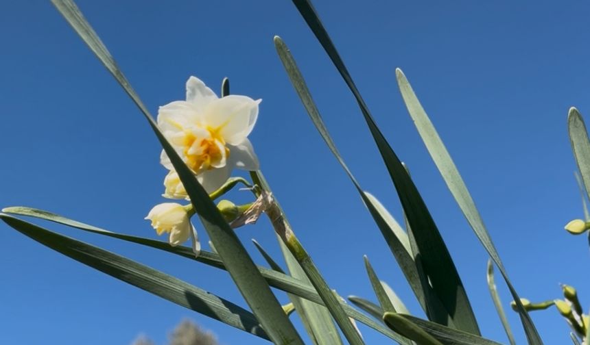 Bayındır Nergisi Alzheimer İlaçlarına İlham Veriyor!