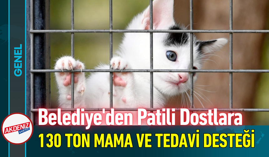 Belediye'den Patili Dostlara 130 Ton Mama ve Tedavi Desteği!