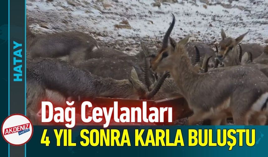 Dağ Ceylanları 4 Yıl Sonra Karla Buluştu