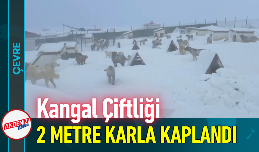 Kangal Çiftliği 2 Metre Karla Kaplandı!