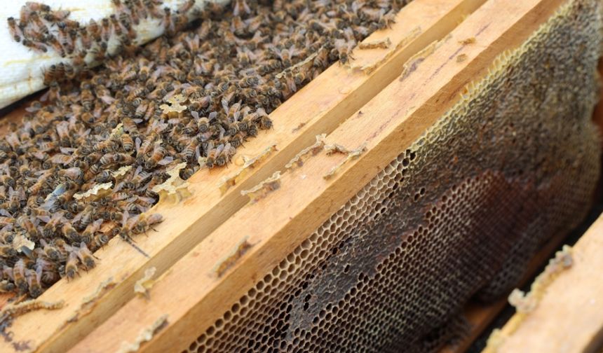 Kar Bereketi Arıcıları Sevindirdi!