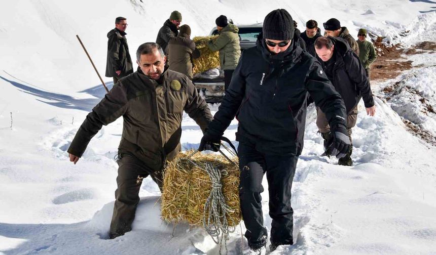 Karla Kaplı Zirvelerde Yaban Hayatına Can Suyu