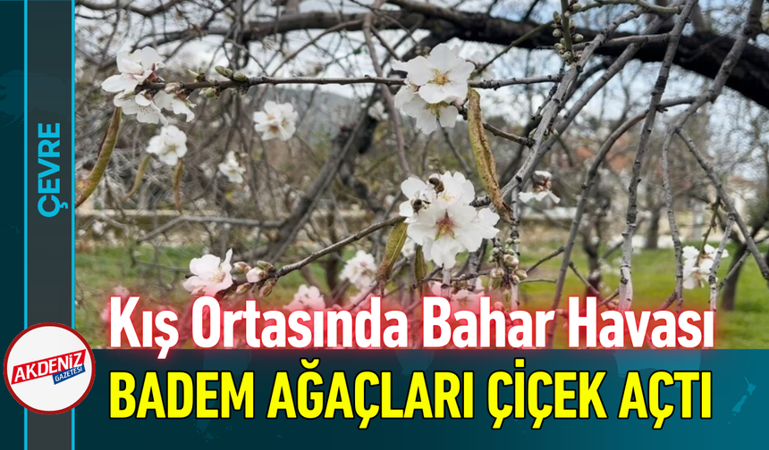 Kış Ortasında Bahar Havası: Badem Ağaçları Çiçek Açtı!