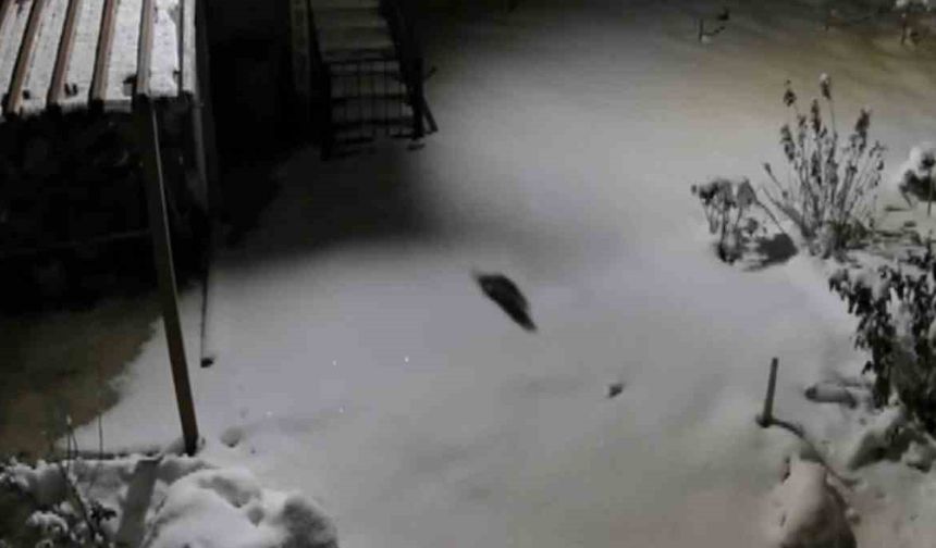 Kulp’ta Beyaz Esaret: Artık Evlerin Dibine Geldiler