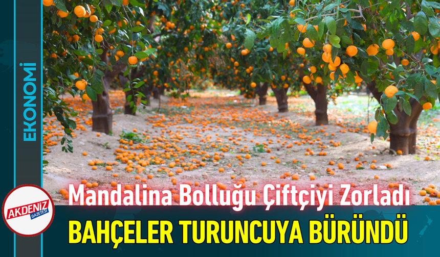 Mandalina Bolluğu Çiftçiyi Zorladı: Bahçeler Turuncuya Büründü!