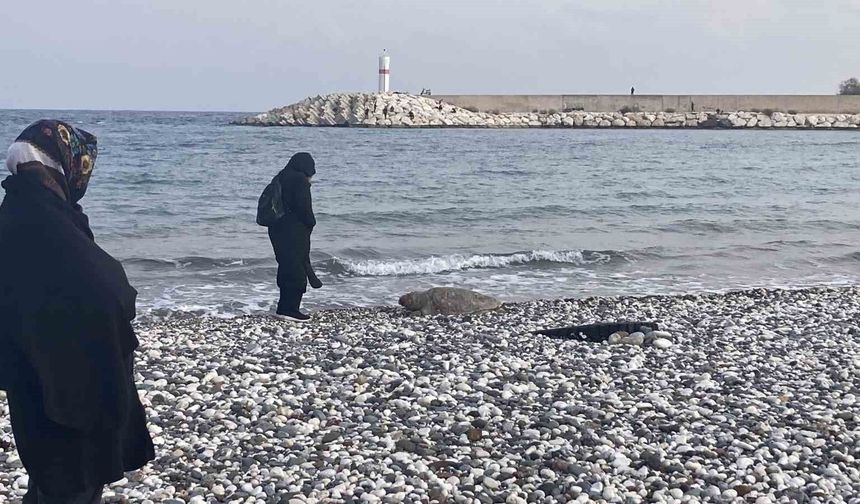 Mersin'de Caretta Caretta Alarmı