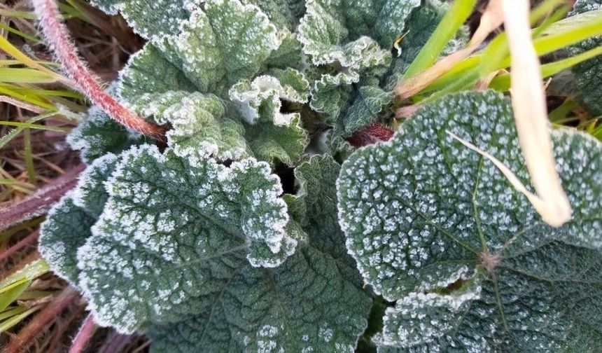 Meteoroloji’den Gece ve Sabah Saatlerinde Zirai Don Uyarısı!