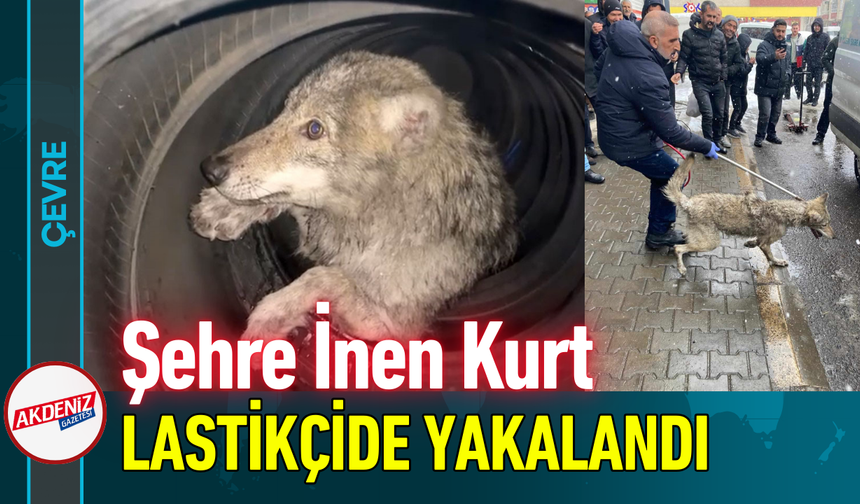 Şehre İnen Kurt Lastikçide Yakalandı!